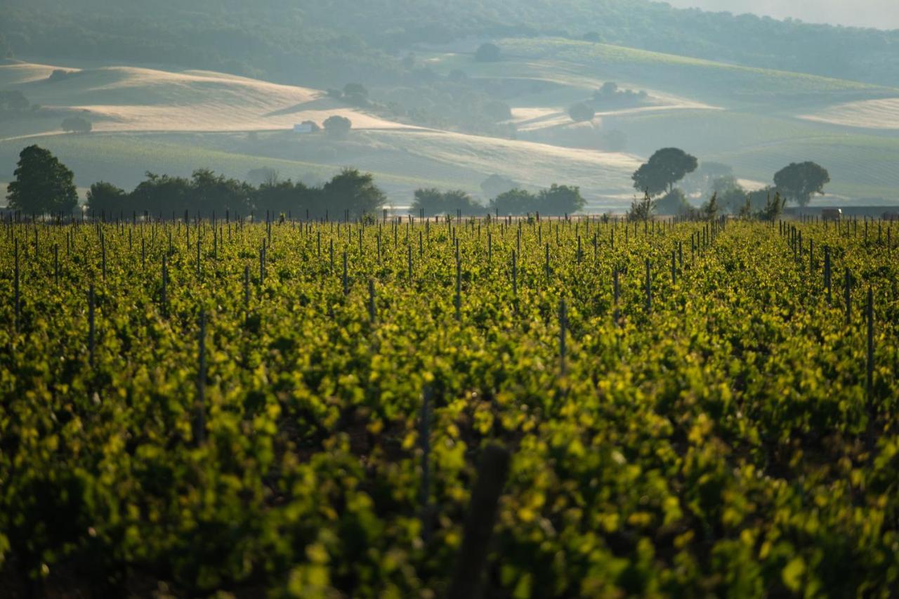 Castilla Termal Monasterio De Valbuena Valbuena De Duero Εξωτερικό φωτογραφία Vineyards in the Napa Valley
